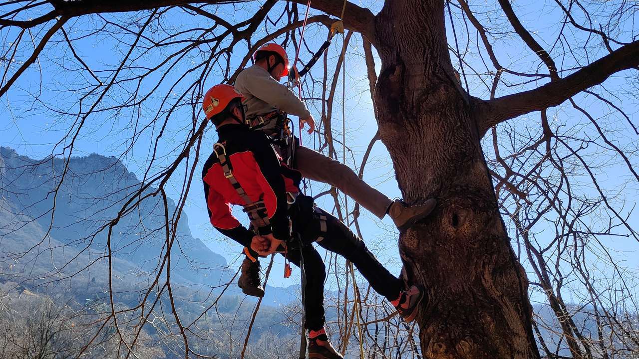 Tree climbing | AT Funi Tree climbing
