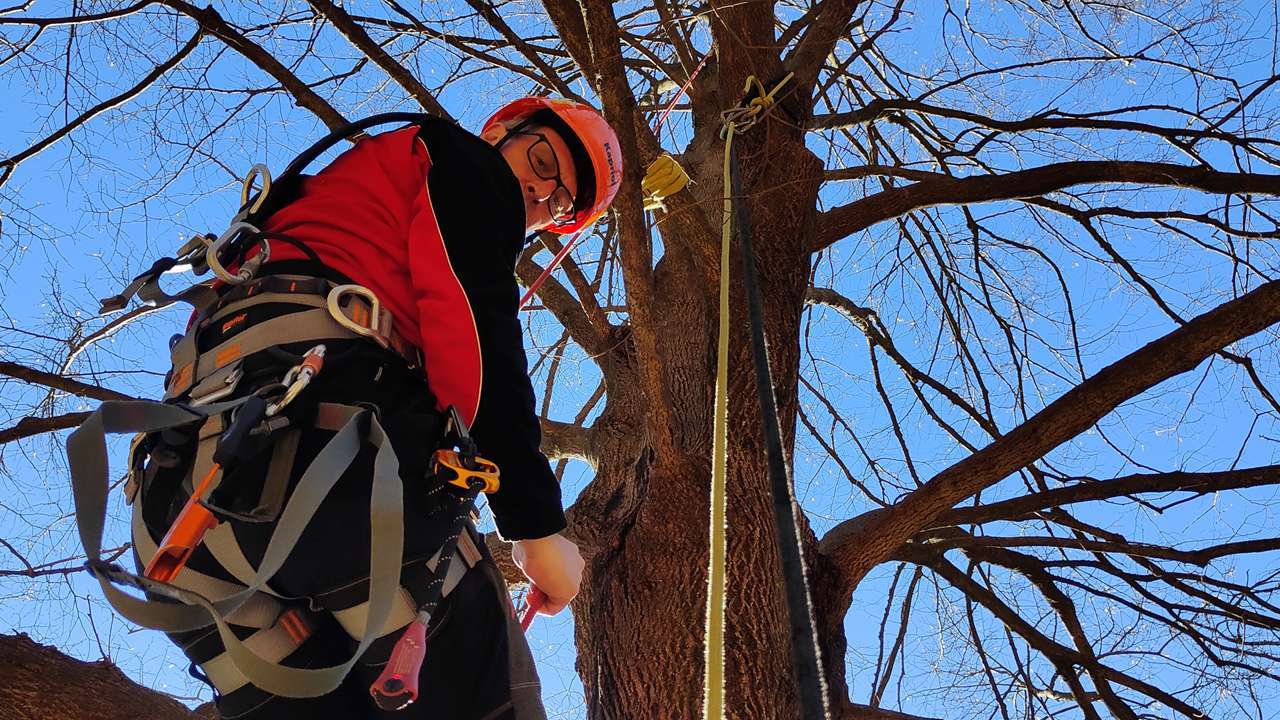 Tree climbing | AT Funi Tree climbing