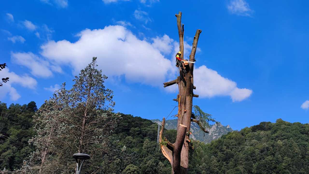 Tree climbing – AT Funi Tree climbing